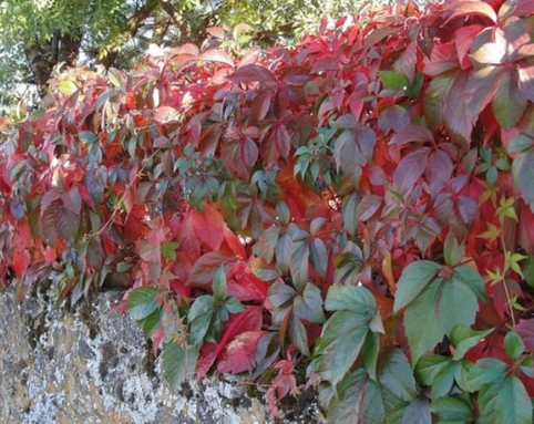 Parthenocissus Amerikan Sarmaşığı